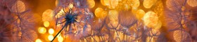Кухонный фартук Мерцание Одуванчики золотистые 3 серебро в Москаленки - moskalenki.katalogmebeli.com | фото