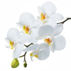 Стол обеденный Танго белый/Орхидея в Москаленки - moskalenki.katalogmebeli.com | фото 3